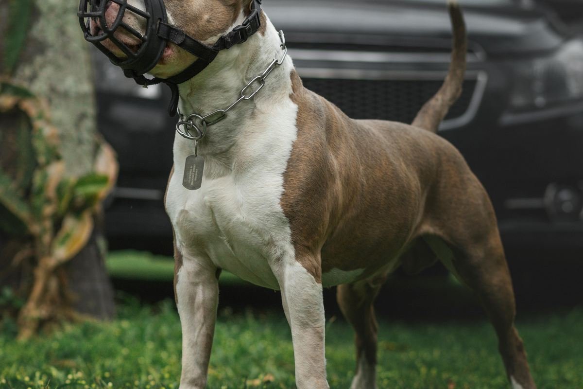 Onde comprar um american Bully de qualidade?